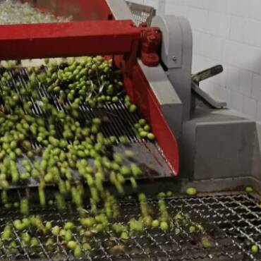 Global Olive Oil Prices Surge Amid Production Drop